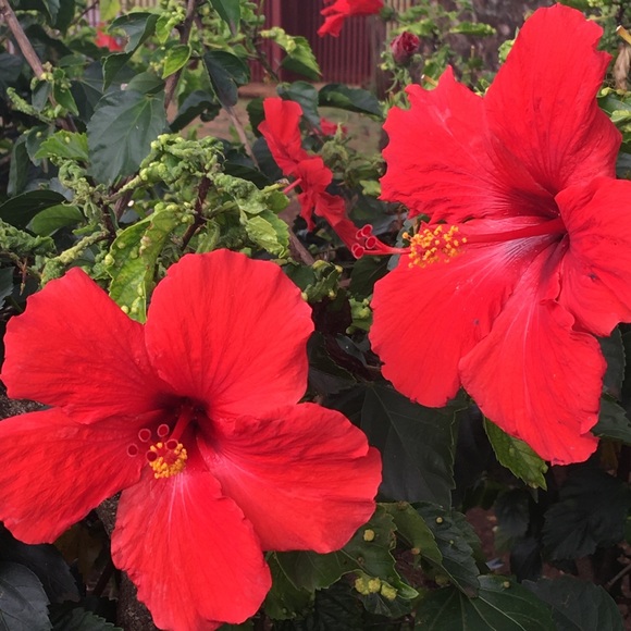 Meet your Posher, Sonia - Picture 1 of 1